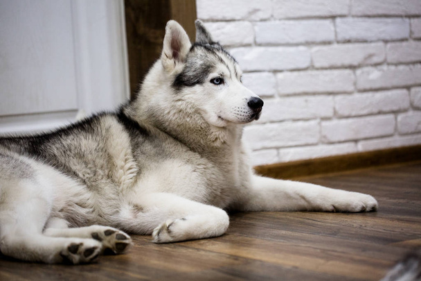Siberian husky at home lying on the floor. lifestyle with dog - Fotó, kép