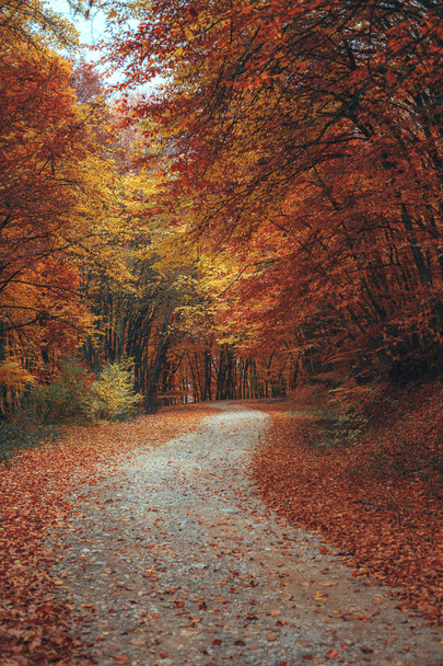 Hermoso camino de montaña bosque otoño
 - Foto, imagen