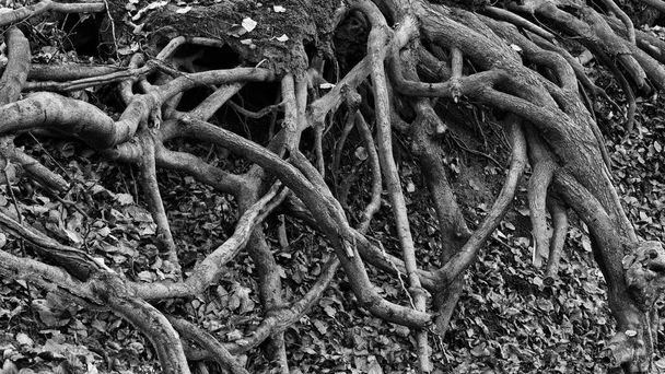 ρίζες δέντρου  - Φωτογραφία, εικόνα