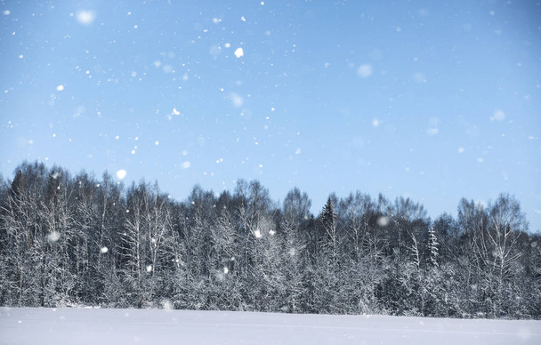 magic pine forest in winter season in snow - Fotó, kép