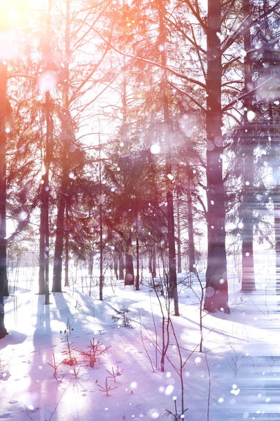 Zimní les za slunečného dne. Krajina v lese na Sněžná - Fotografie, Obrázek