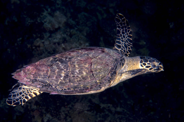 greenn turtle close up portrait underwater - Photo, Image