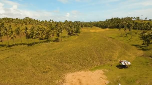 Luchtfoto van een rijst-veld. Mindanao, Siargao. - Video