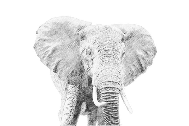Elefant. Skizze mit Bleistift - Foto, Bild