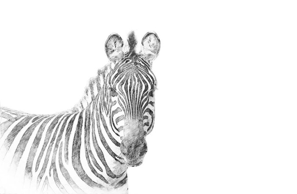 Zebra. Skica tužkou - Fotografie, Obrázek