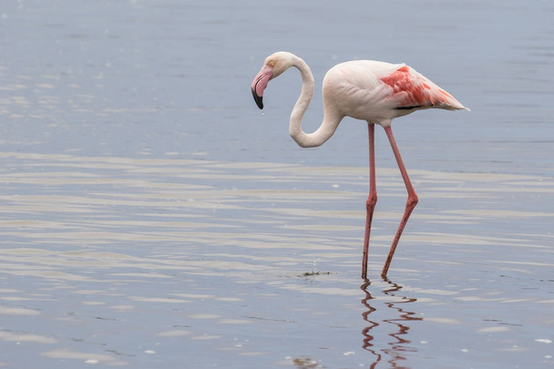 Greater flamingo feeding at Walvis Bay Lagoon, Namibia - Photo, image