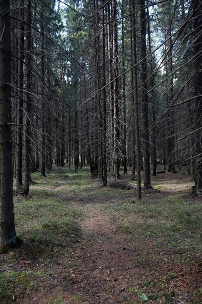 Floresta de pinheiro. Profundidade de uma floresta. Viaje por caminhos florestais. T
 - Foto, Imagem