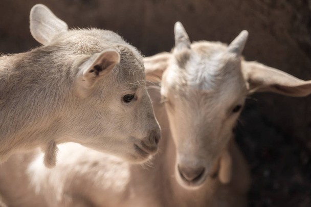 Две красивые маленькие белые козы
 - Фото, изображение