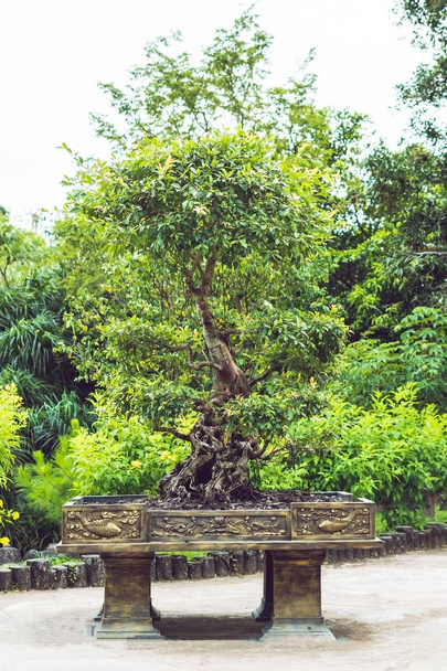 Big Bonsai tree in a pot in the park. - 写真・画像