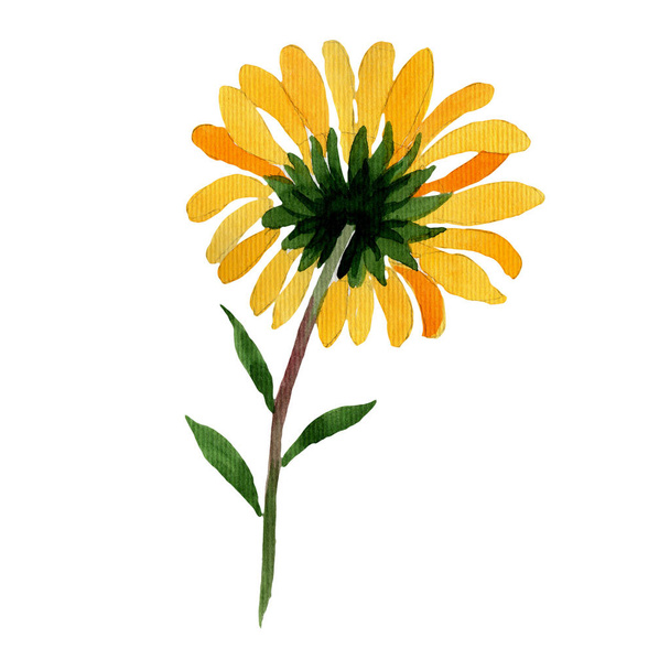 Flor de camomila amarela Wildflower em um estilo aquarela isolado
. - Foto, Imagem