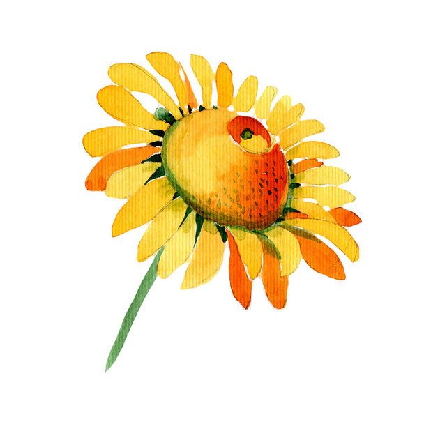 Kwiat rumianku żółtych kwiatów w stylu przypominającym akwarele na białym tle. - Zdjęcie, obraz