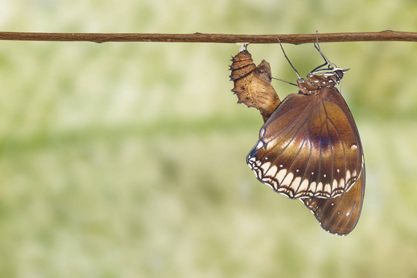 Grande farfalla femmina di uova (Hypolimnas bolina Linnaeus) em
 - Foto, immagini