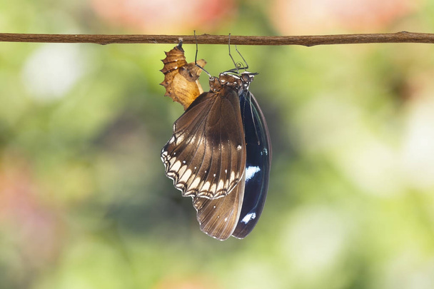 Grande farfalla femmina di uova (Hypolimnas bolina Linnaeus) em
 - Foto, immagini
