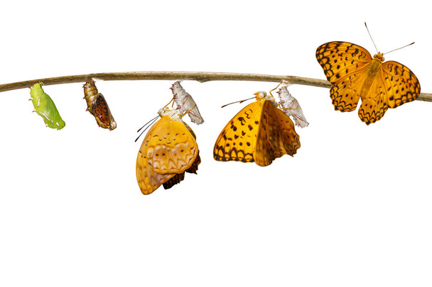 Trasformazione isolata da crisalide di farfalla leopardo comune
 - Foto, immagini
