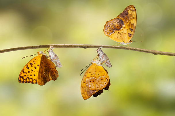 Cáscara emergente y crisálida de la mariposa leopardo común (Phalan
 - Foto, Imagen