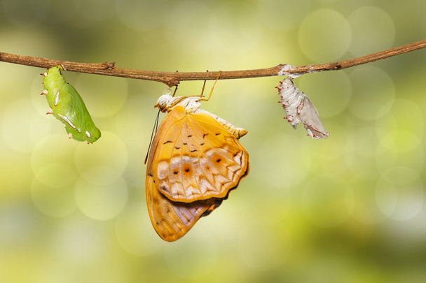 Crisalide matura ed emerse di farfalla leopardo comune (Phala
 - Foto, immagini