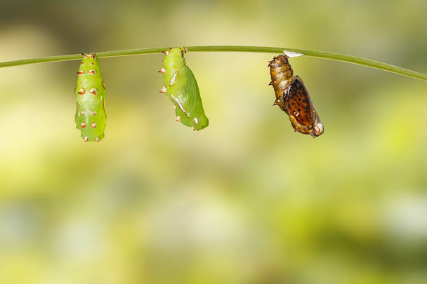 一般的なヒョウ蝶 (Phalant の新鮮な成熟した蛹 - 写真・画像