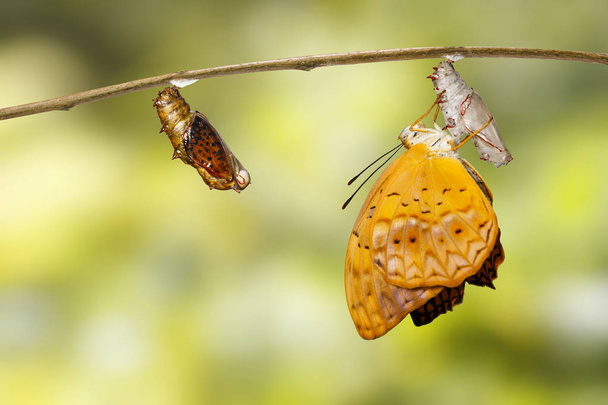 Crisálida madura e surgiu de borboleta comum de leopardo (Phala
 - Foto, Imagem