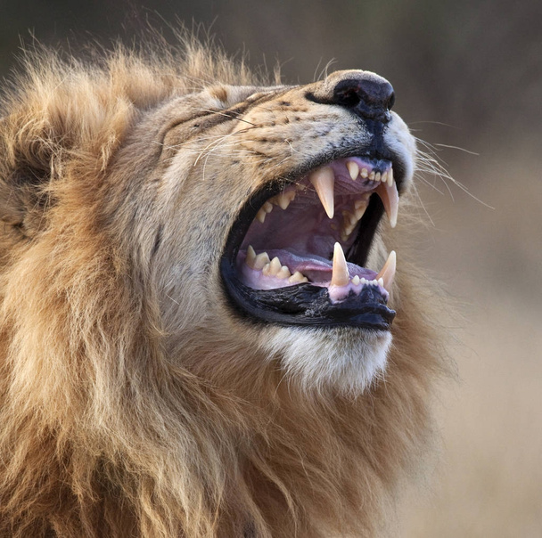 Leão macho - região Savuti do Botsuana
 - Foto, Imagem