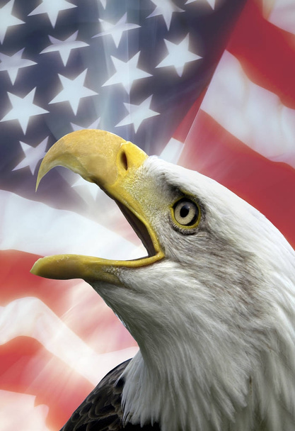 United States of America - Photo, Image