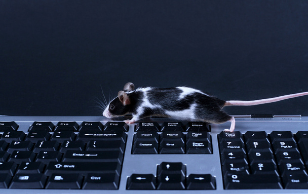 Klawiatura i mysz - Zdjęcie, obraz