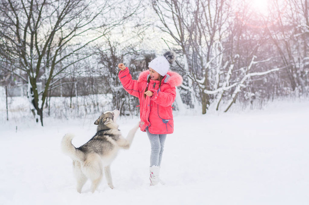 Little girl playing with a Siberian husky breed dog in the winte - Photo, Image