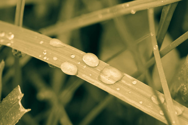 Fresh dew on a grass in spring - Photo, Image