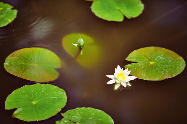 Красивый цветок ватрушки или лотоса в пруду - Фото, изображение