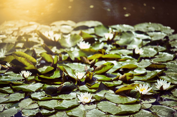 Piękny kwiat lilii wodnej lub lotosu w stawie - Zdjęcie, obraz
