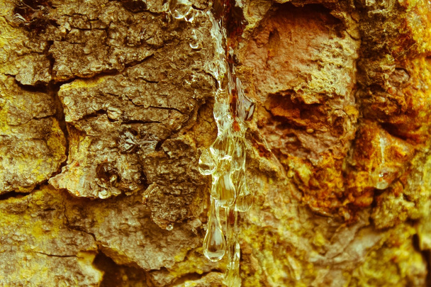 bir damla çam reçinesi yakın çekim - Fotoğraf, Görsel