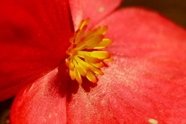Červený květ se žlutým květem - Fotografie, Obrázek