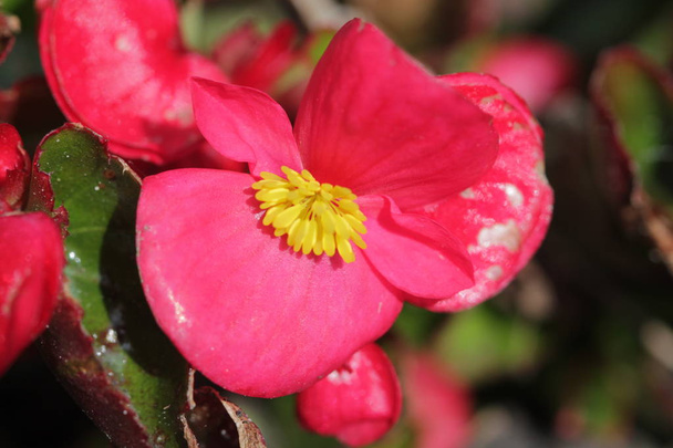 Fleur rouge avec inflorescence jaune
 - Photo, image