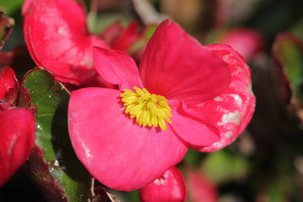 Červený květ se žlutým květem - Fotografie, Obrázek
