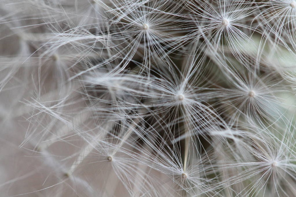 Dandelion air fluff - Photo, Image