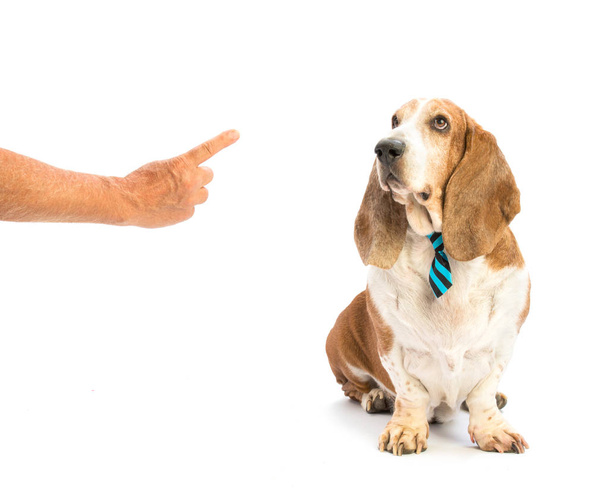 Basset hound with blue tie - Zdjęcie, obraz