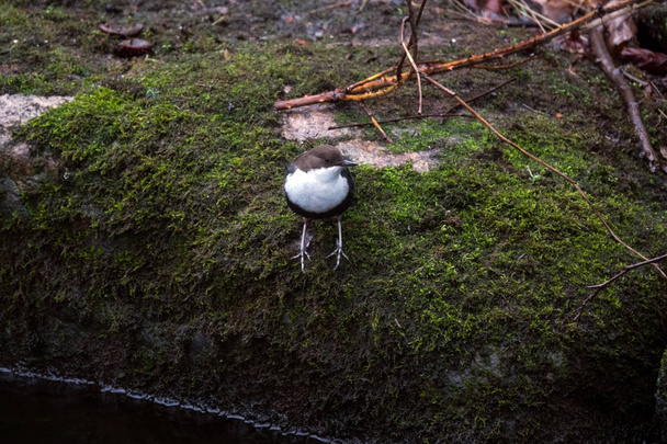 Gola bianca Dipper
 - Foto, immagini