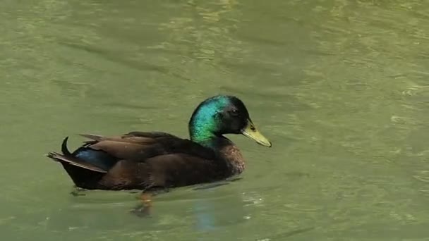 ハンサムなドレイクがスローモーションで夏に湖の水で泳ぐ. - 映像、動画
