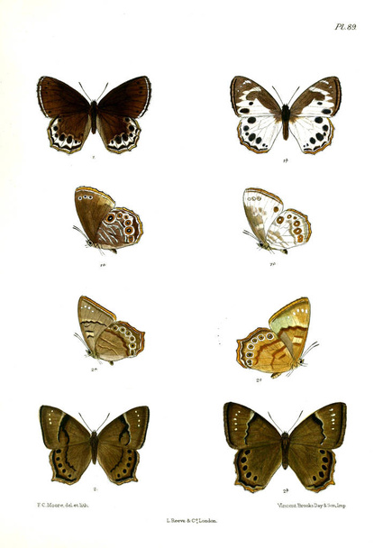 蝶。Lopidoptera インディカ v1 ロンドン 1890-1892 - 写真・画像