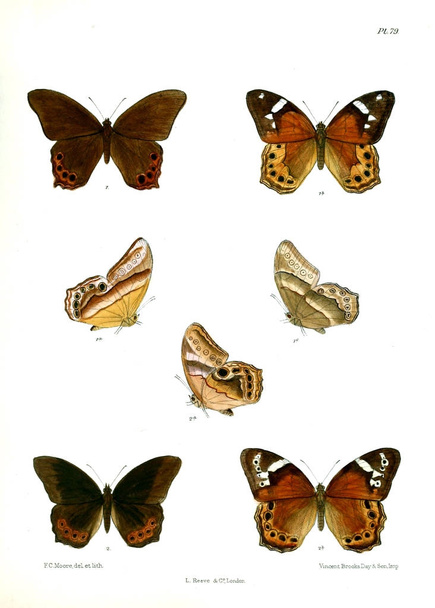 Motýl. Lopidoptera indica v1 Londýn 1890-1892 - Fotografie, Obrázek