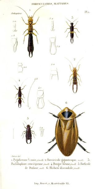 Illustration insects. Histoire naturelle des insectes. 1839 - Photo, Image