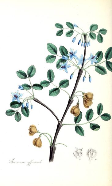 Botanical illustration. Plant utiliores : or illustrations of useful plants 1840 - Photo, Image