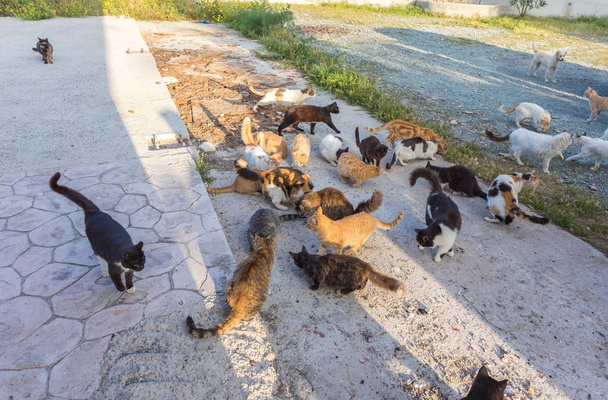 Many stray. Cats are dirty, they get sick, cats need a vet and a new home - Photo, Image