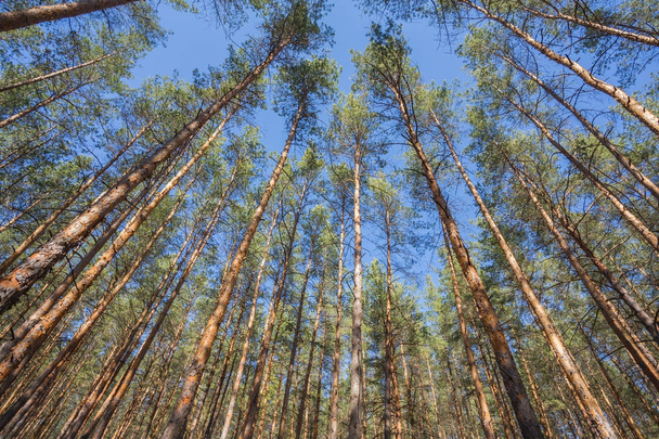 grüner Waldhintergrund - Foto, Bild