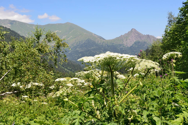 Blooming cow parsnip in the Caucasus mountains, Russia - Foto, Imagem