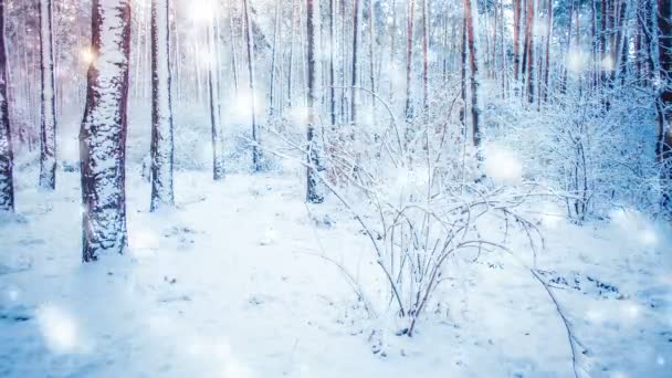 Boom grenen vuren in de magic forest winter met dalende sneeuw, sneeuwval. - Video