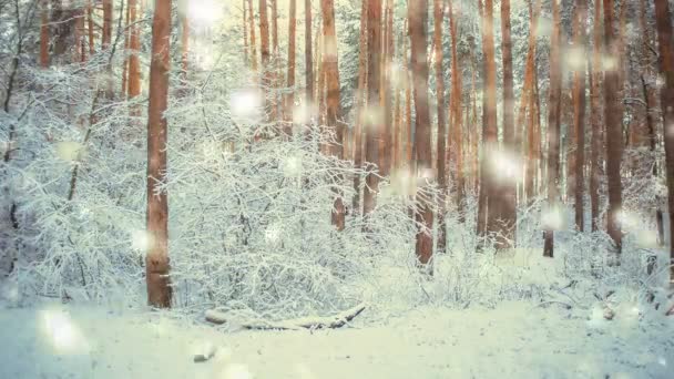 Kiefernfichte im Zauberwald Winter mit fallendem Schnee, Schneefall. - Filmmaterial, Video