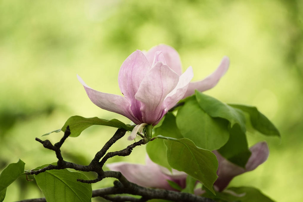 Magnolia spring flowers - Fotoğraf, Görsel