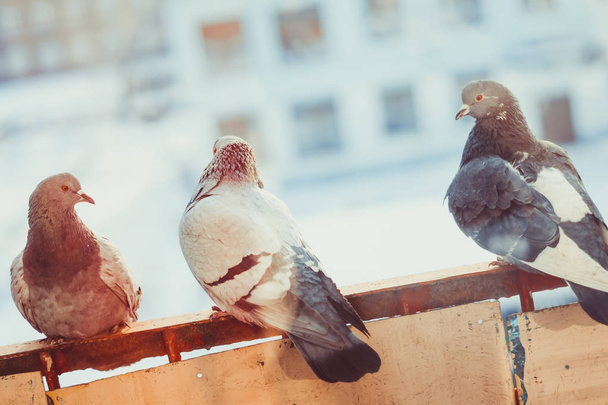 Tauben am Fenster - Foto, Bild