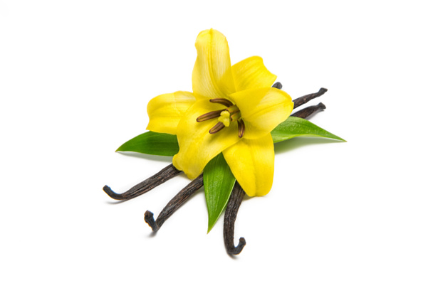 バニラのさやと白い背景で隔離の蘭の花 - 写真・画像