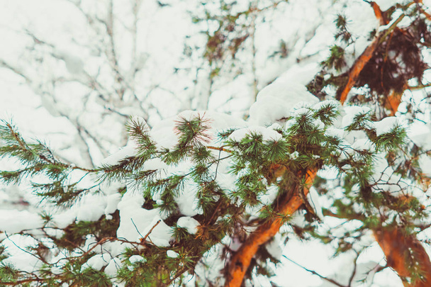 枝の雪 - 写真・画像